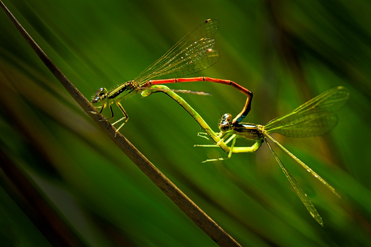 Bob_DSC5674  Aurora Bluetail Damselflies (Ischnura Aurora) Mating